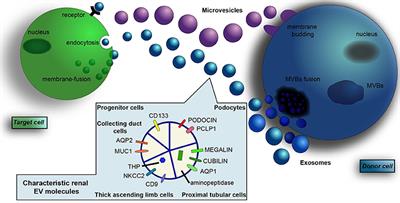 Extracellular Vesicles in Renal Pathophysiology